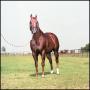 Photograph: [Manion's Horse "Impressive"]