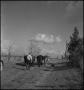 Photograph: [Walking the cows home]
