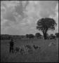 Photograph: [Boy and his dog stacking hay]