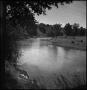 Photograph: [Clear stream with cow drinking]