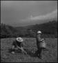 Photograph: [Two boys working in field]