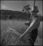 Photograph: [Farmer collecting harvested wheat]