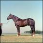 Photograph: [An American Quarter Horse]