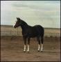 Photograph: [Portrait of horse, Odessa]