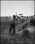 Photograph: [Man cutting wheat with a scythe]