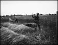 Photograph: [Three men scything a wheat field]