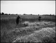 Photograph: [Two men in the field cutting wheat with a grain cradle]