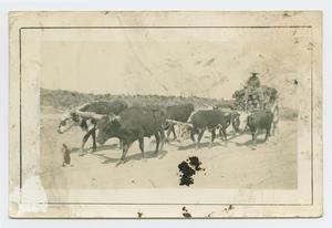 [Cows Pulling Wagon]