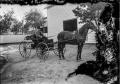 Photograph: [Man in Horse-drawn Carriage]