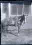 Photograph: [Photograph of a Saddled Horse]