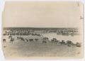 Photograph: [Cattle at Water Tank]