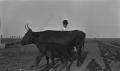 Photograph: [Calf and Cow at Mr. Winn's Farm]