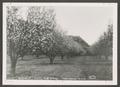 Photograph: [C. H. Bird's Apple Orchard in Bloom]