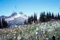 Photograph: [Alpine Flowers Near Cloudy Pass]