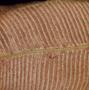 Photograph: [Close-up photograph of a Danaea nodosa stem cross-section, 1]
