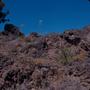 Photograph: [Cheiranthus scoparius on rocky hillside on Gran Canaria Island, Cana…