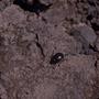 Photograph: [Darkling beetle on Gran Canaria Island, Canary Islands #1]
