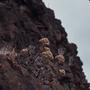 Photograph: [Aeonium on cliffside in Tafira Alta, Canary Islands #2]