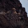 Photograph: [Aeonium on cliffside in Tafira Alta, Canary Islands #3]