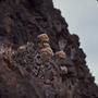 Photograph: [Aeonium in Era del Cardon, Canary Islands #4]