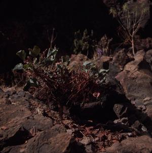 [Unidentified plant from Taifira Alta, Canary Islands #2]