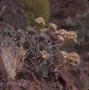 Photograph: [Aeonium from Tafira Alta, Canary Islands #2]
