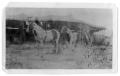 Photograph: My Parade Horses on 101 Ranch, 1914