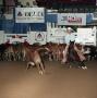 Photograph: Cutting Horse Competition: Image 1991_D-240_01