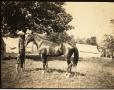 Photograph: Man Posing with a Horse at Surveyors' Camp, c. 1902