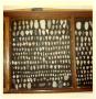 Photograph: [Indian Arrowheads found in Presidio County]
