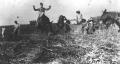 Photograph: [Bailing hay with mules]