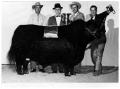 Photograph: Champion Angus Bull - Houston Fat Stock Show