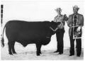 Photograph: Award-Winning Brangus Cow