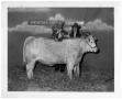 Photograph: Award-Winning Bull at San Antonio Livestock Exposition