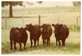 Photograph: Four Black Crossbred Cows