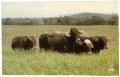 Photograph: Brown and Tan Crossbred Cattle