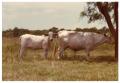 Photograph: White Crossbred Cow and Calf