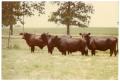 Photograph: Black Crossbred Cows