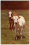 Photograph: Crossbred Cow Calves