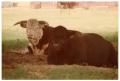 Photograph: Crossbred Cow and Bull In the Shade