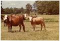 Photograph: Crossbred Cows