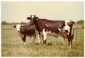 Photograph: Two Crossbred Dairy Cows in Pasture