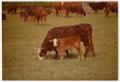 Photograph: Crossbred Cow and Calf in Pasture