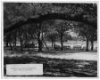 Photograph: [Camp scene with trees and benches]