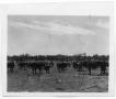 Photograph: Herd of Cattle