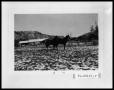 Photograph: Horses in the Snow in West Texas