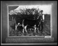 Photograph: Man with Two Cows