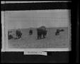 Photograph: Buffalo Herd