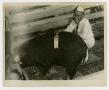 Photograph: [Boy with a Prize Winning Pig]