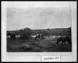 Photograph: Horses in Field